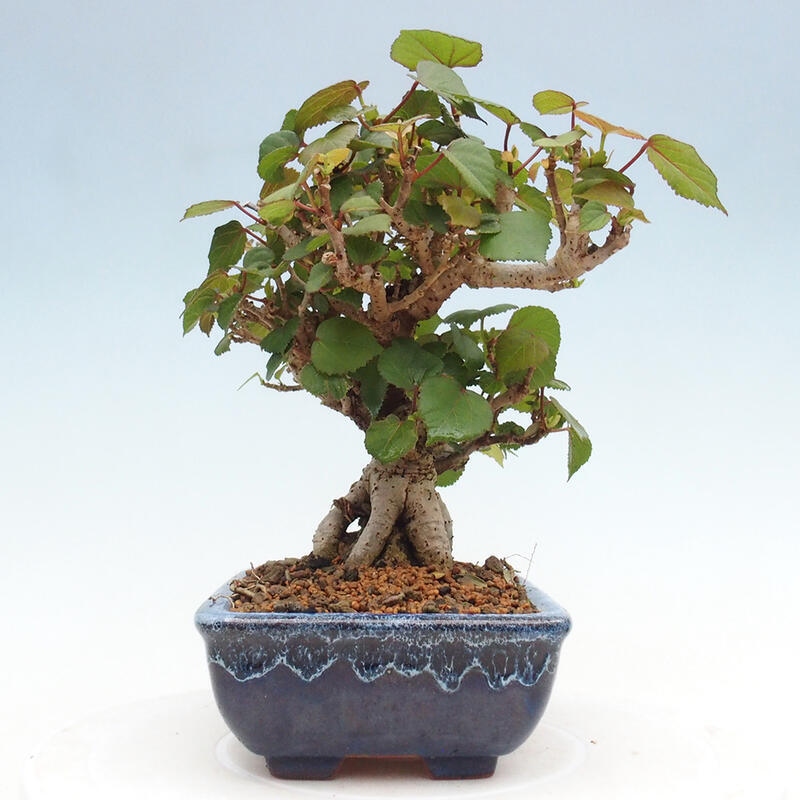 Beltéri bonsai - Hibiscus tiliaceus - tengeri hibiszkusz