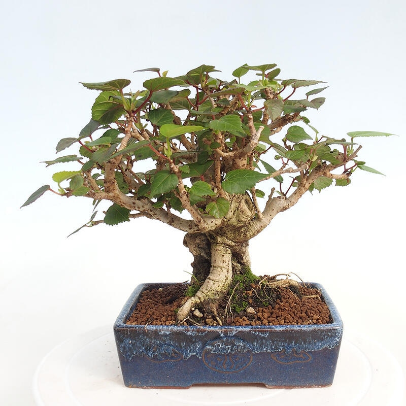 Beltéri bonsai - Hibiscus tiliaceus - tengeri hibiszkusz