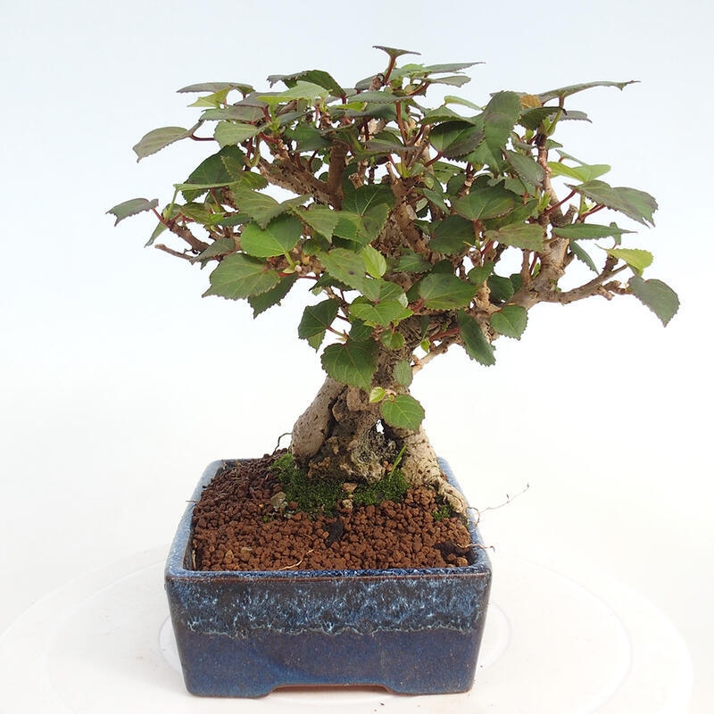 Beltéri bonsai - Hibiscus tiliaceus - tengeri hibiszkusz