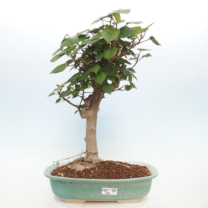 Beltéri bonsai - Hibiscus tiliaceus - tengeri hibiszkusz
