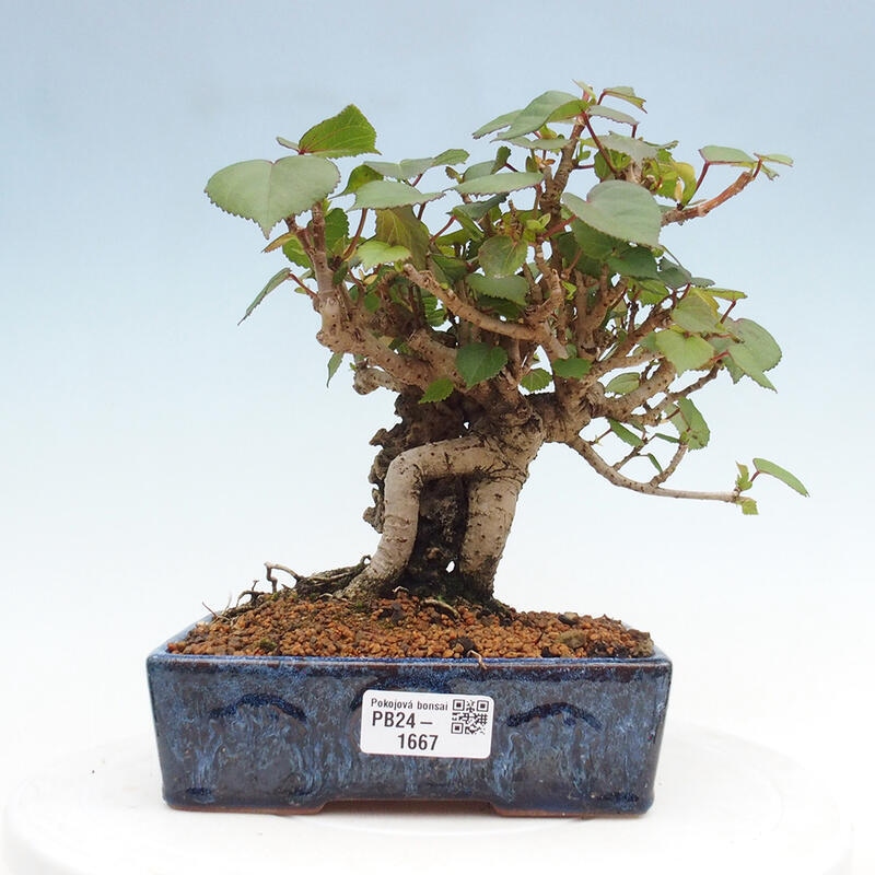 Beltéri bonsai - Hibiscus tiliaceus - tengeri hibiszkusz