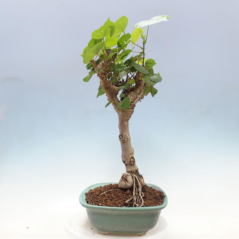 Szoba bonsai - Hibiscus tiliaceus - Sea Hibiscus + könyv SUISEKI Free