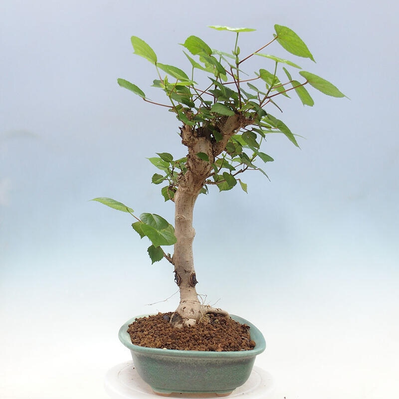 Szoba bonsai - Hibiscus tiliaceus - Sea Hibiscus + könyv SUISEKI Free