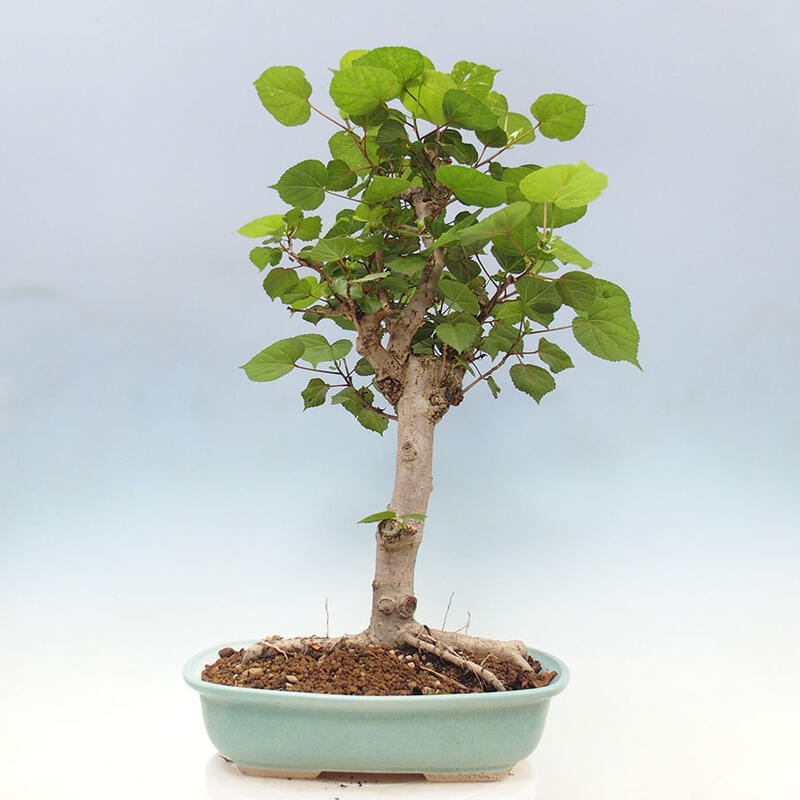 Szoba bonsai - Hibiscus tiliaceus - Sea Hibiscus + könyv SUISEKI Free