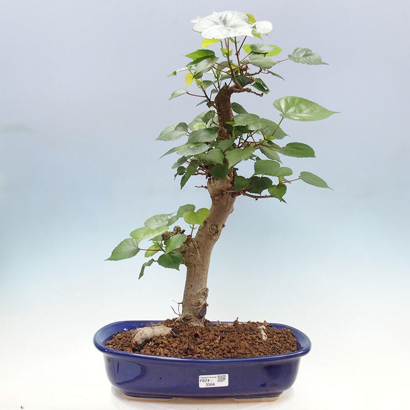Szoba bonsai - Hibiscus tiliaceus - Sea Hibiscus + könyv SUISEKI Free