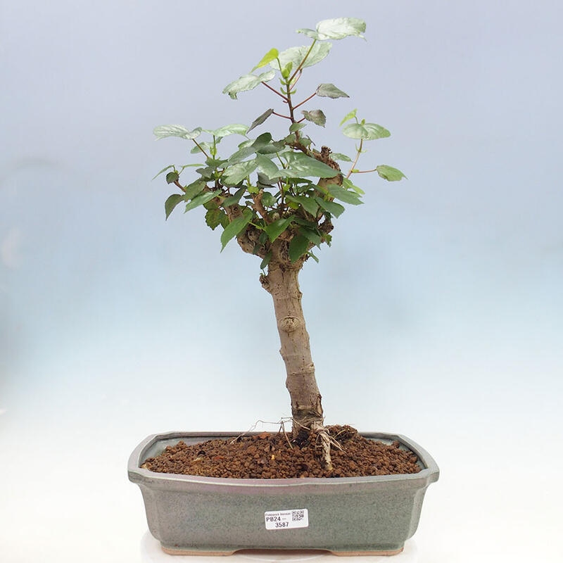 Szoba bonsai - Hibiscus tiliaceus - Sea Hibiscus + könyv SUISEKI Free