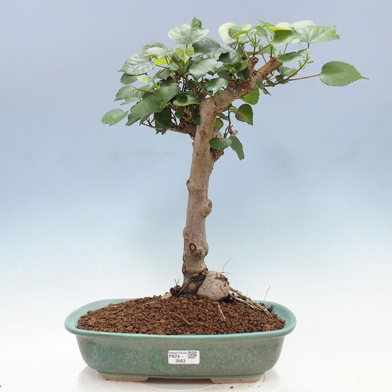 Szoba bonsai - Hibiscus tiliaceus - Sea Hibiscus + könyv SUISEKI Free