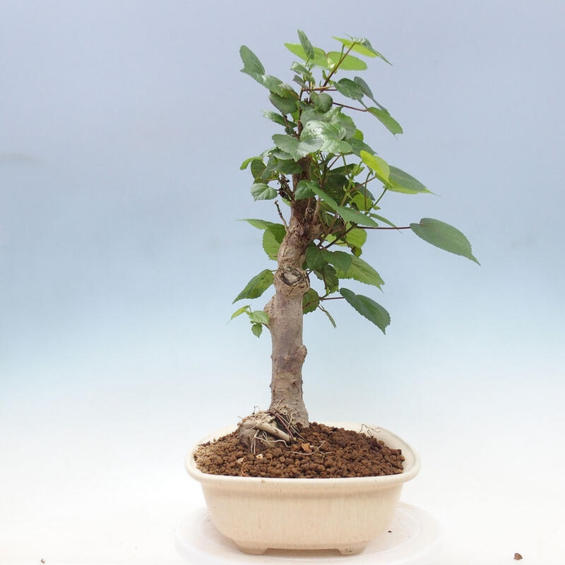 Szoba bonsai - Hibiscus tiliaceus - Sea Hibiscus + könyv SUISEKI Free