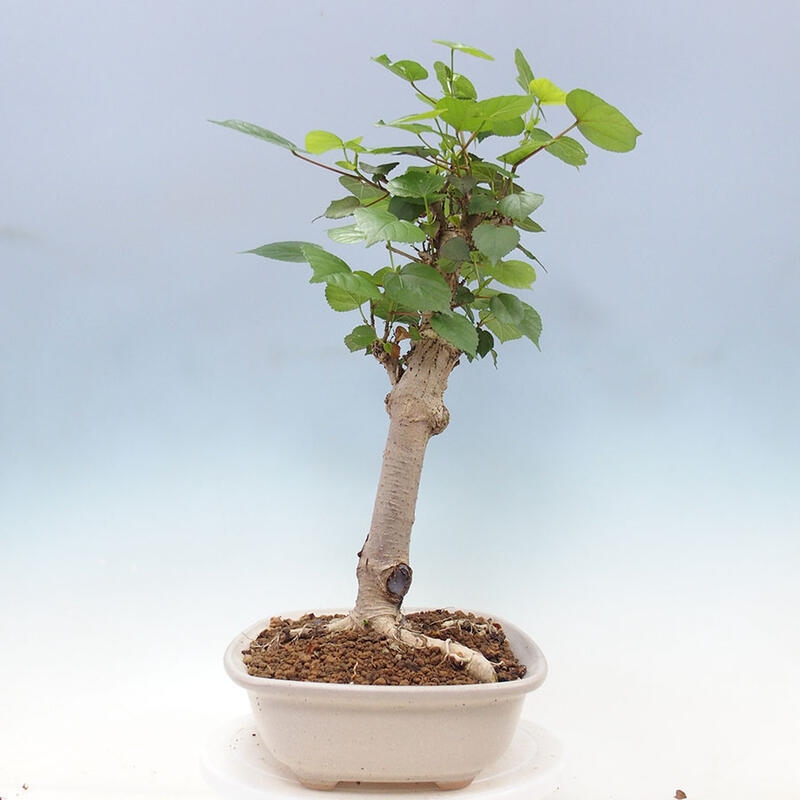 Szoba bonsai - Hibiscus tiliaceus - Sea Hibiscus + könyv SUISEKI Free