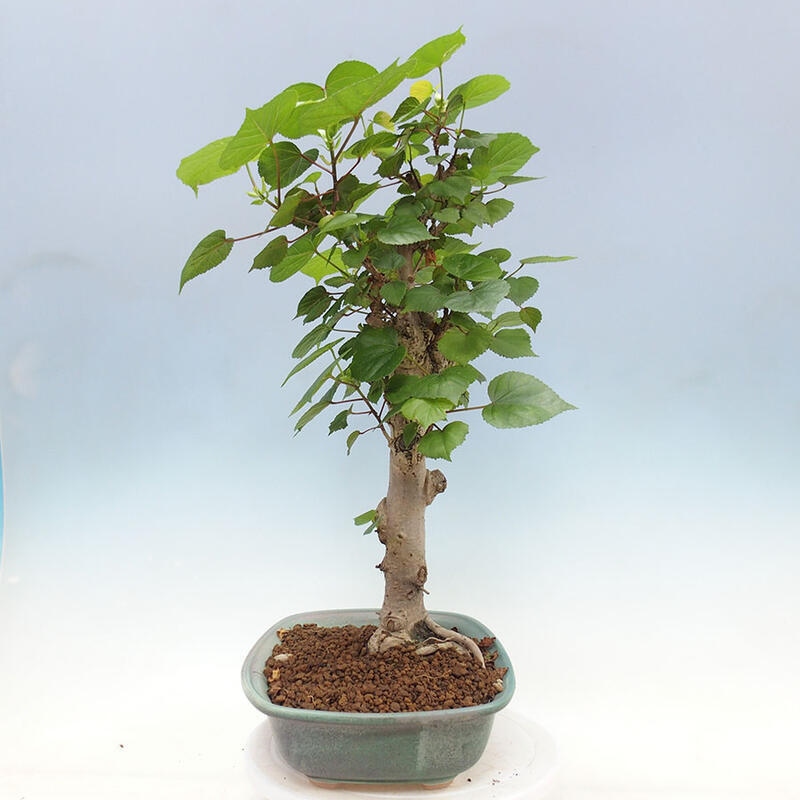 Szoba bonsai - Hibiscus tiliaceus - Sea Hibiscus + könyv SUISEKI Free
