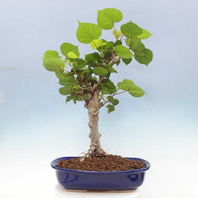 Szoba bonsai - Hibiscus tiliaceus - Sea Hibiscus + könyv SUISEKI Free