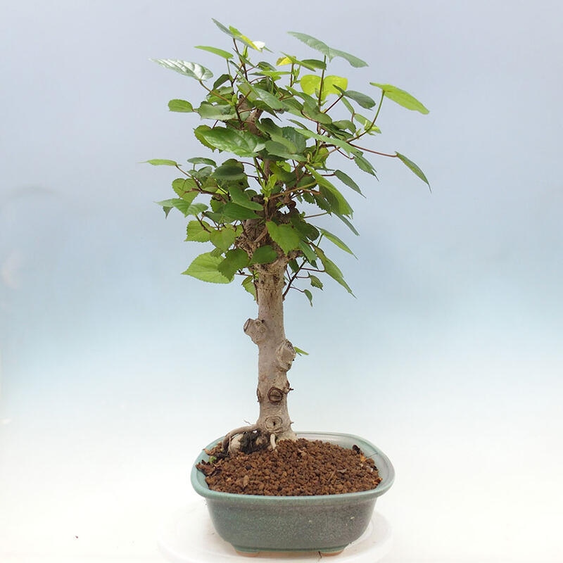 Szoba bonsai - Hibiscus tiliaceus - Sea Hibiscus + könyv SUISEKI Free