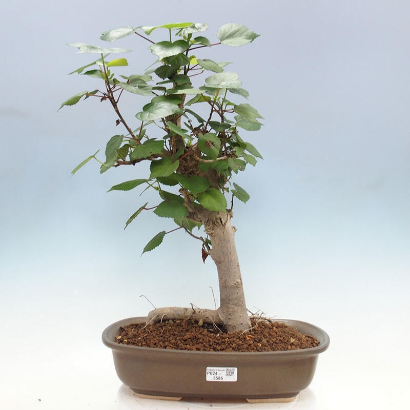 Szoba bonsai - Hibiscus tiliaceus - Sea Hibiscus + könyv SUISEKI Free
