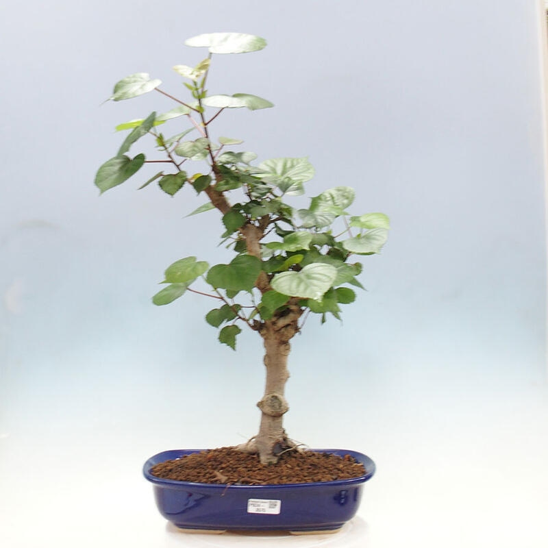 Szoba bonsai - Hibiscus tiliaceus - Sea Hibiscus + könyv SUISEKI Free