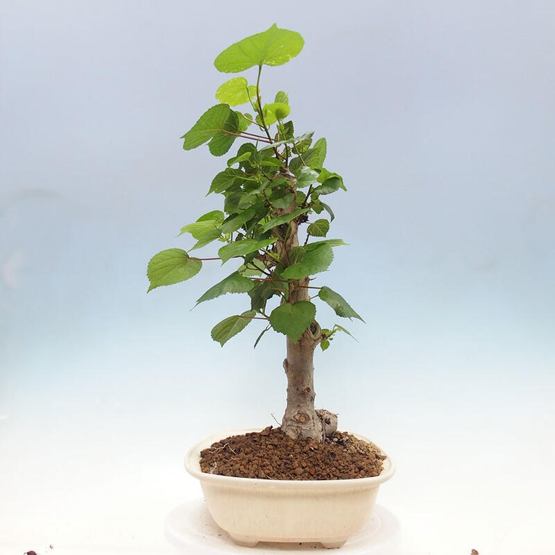 Szoba bonsai - Hibiscus tiliaceus - Sea Hibiscus + könyv SUISEKI Free