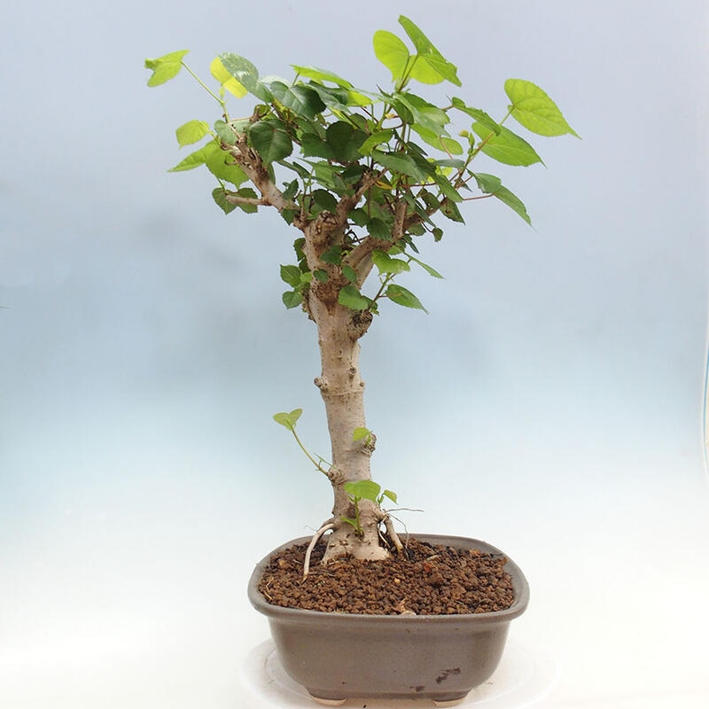 Szoba bonsai - Hibiscus tiliaceus - Sea Hibiscus + könyv SUISEKI Free
