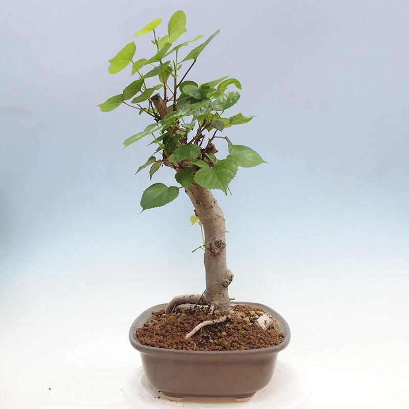 Szoba bonsai - Hibiscus tiliaceus - Sea Hibiscus + könyv SUISEKI Free