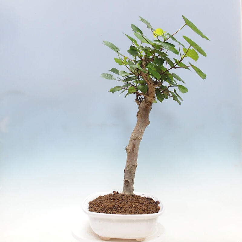 Szoba bonsai - Hibiscus tiliaceus - Sea Hibiscus + könyv SUISEKI Free