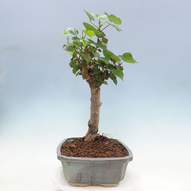 Szoba bonsai - Hibiscus tiliaceus - Sea Hibiscus + könyv SUISEKI Free