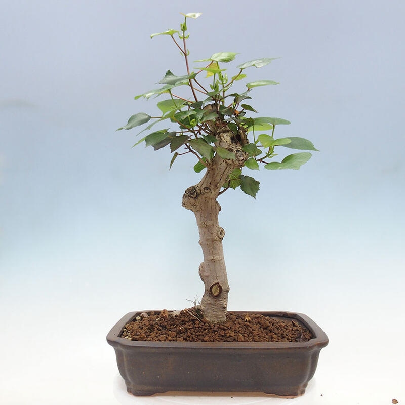 Szoba bonsai - Hibiscus tiliaceus - Sea Hibiscus + könyv SUISEKI Free
