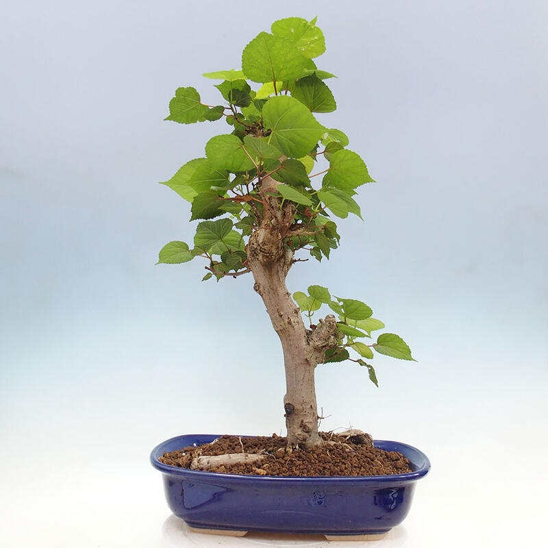 Szoba bonsai - Hibiscus tiliaceus - Sea Hibiscus + könyv SUISEKI Free