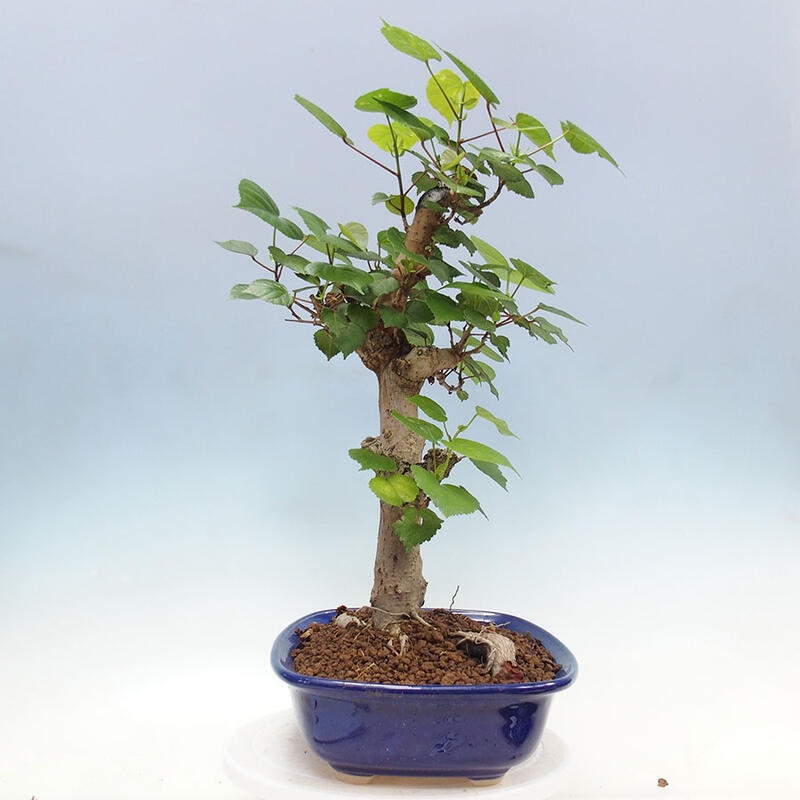 Szoba bonsai - Hibiscus tiliaceus - Sea Hibiscus + könyv SUISEKI Free