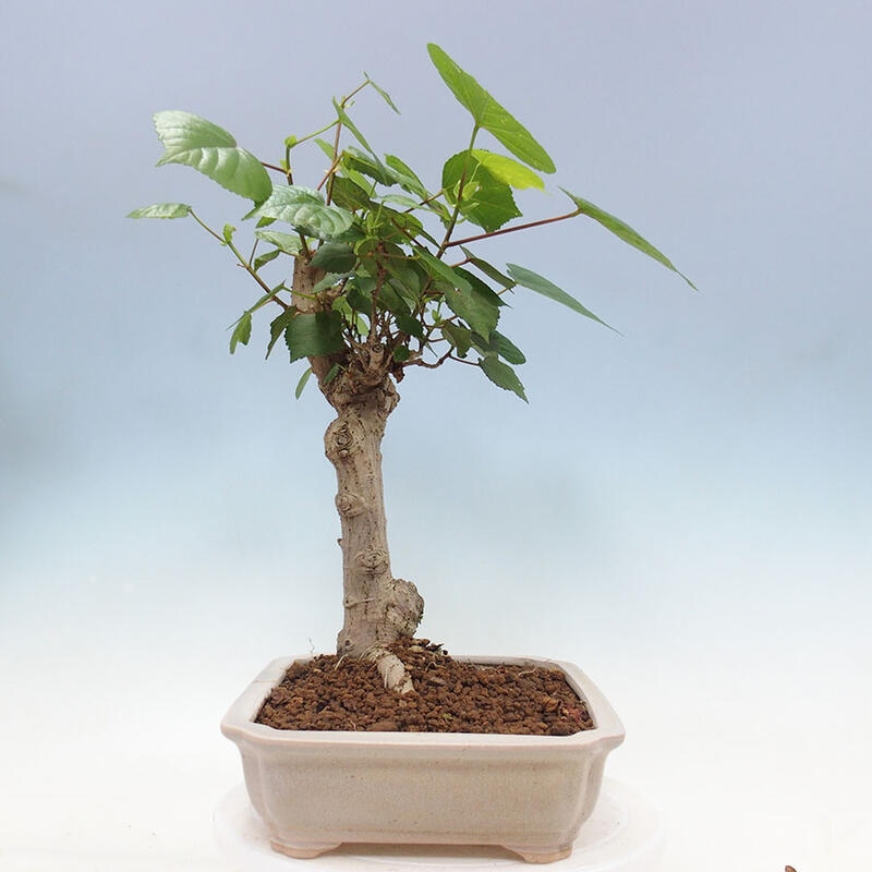 Szoba bonsai - Hibiscus tiliaceus - Sea Hibiscus + könyv SUISEKI Free