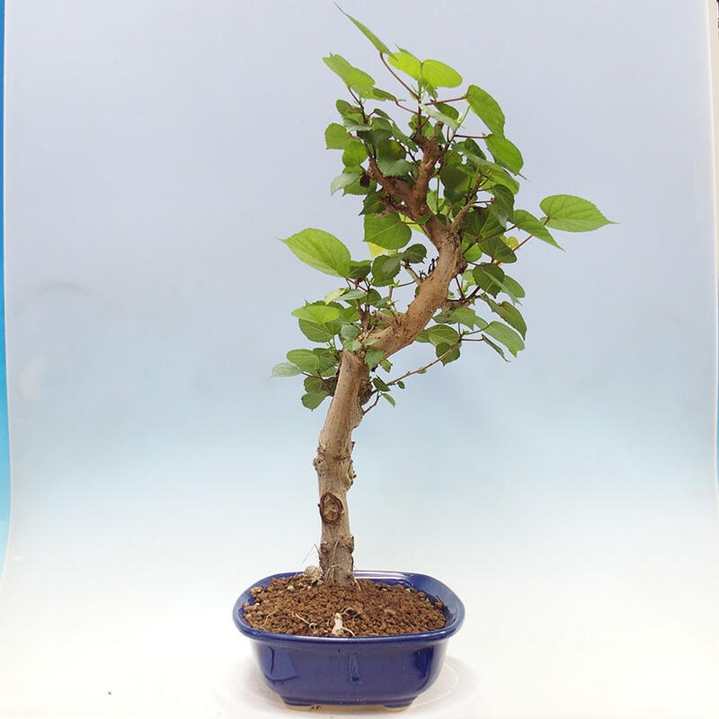 Szoba bonsai - Hibiscus tiliaceus - Sea Hibiscus + könyv SUISEKI Free