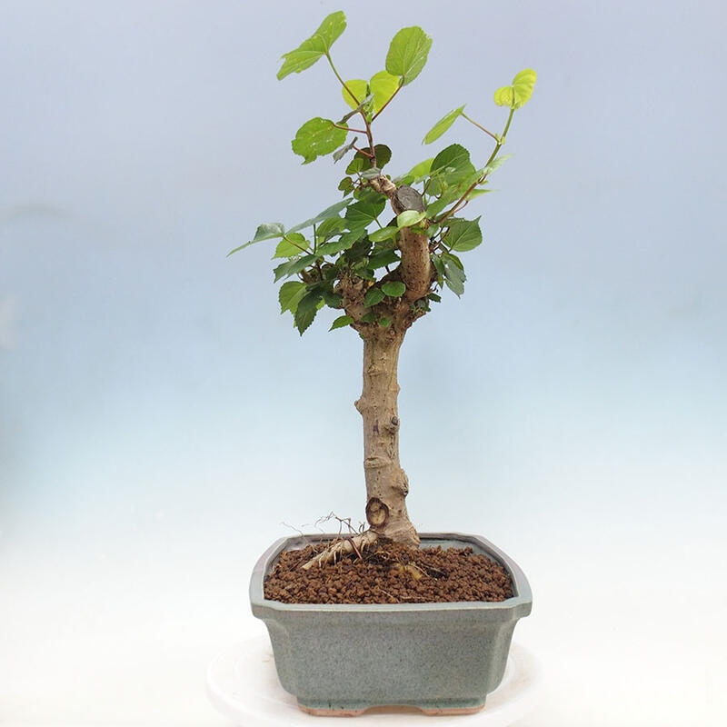 Szoba bonsai - Hibiscus tiliaceus - Sea Hibiscus + könyv SUISEKI Free