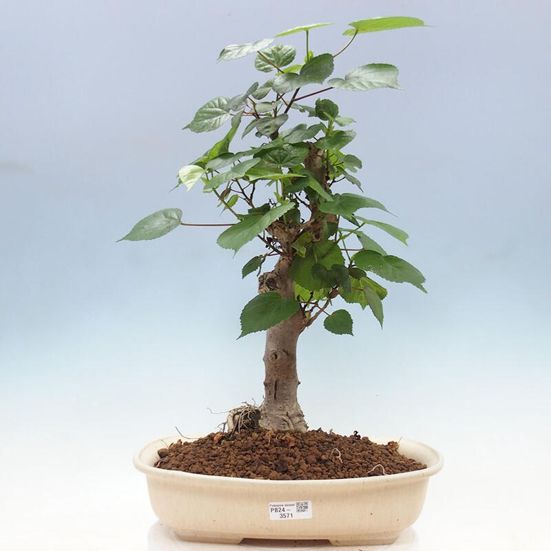 Szoba bonsai - Hibiscus tiliaceus - Sea Hibiscus + könyv SUISEKI Free