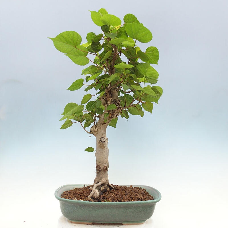 Szoba bonsai - Hibiscus tiliaceus - Sea Hibiscus + könyv SUISEKI Free