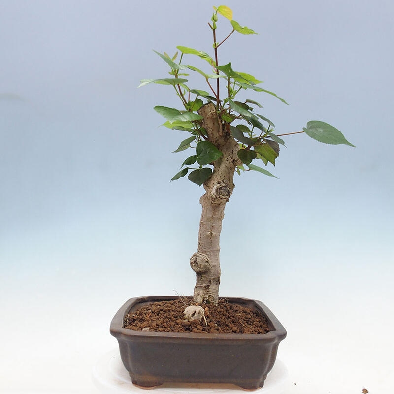Szoba bonsai - Hibiscus tiliaceus - Sea Hibiscus + könyv SUISEKI Free