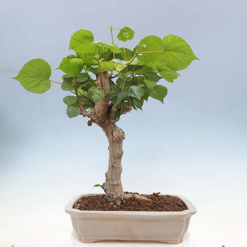 Szoba bonsai - Hibiscus tiliaceus - Sea Hibiscus + könyv SUISEKI Free