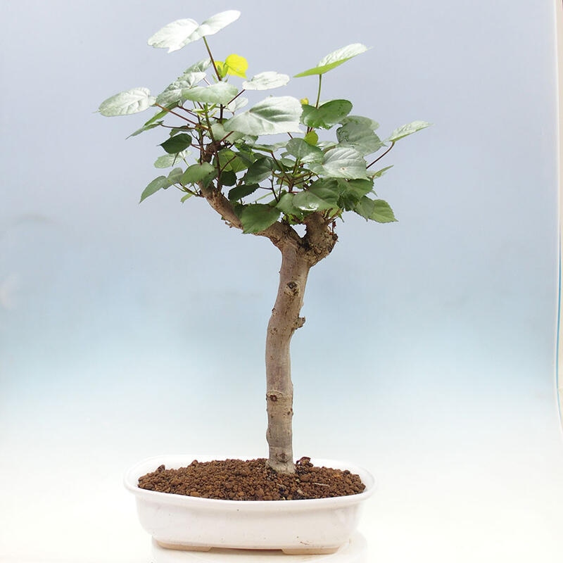 Szoba bonsai - Hibiscus tiliaceus - Sea Hibiscus + könyv SUISEKI Free