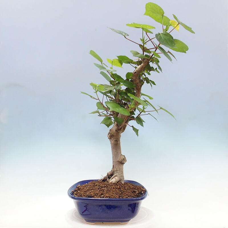 Szoba bonsai - Hibiscus tiliaceus - Sea Hibiscus + könyv SUISEKI Free