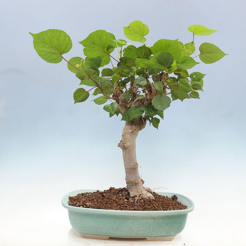 Szoba bonsai - Hibiscus tiliaceus - Sea Hibiscus + könyv SUISEKI Free