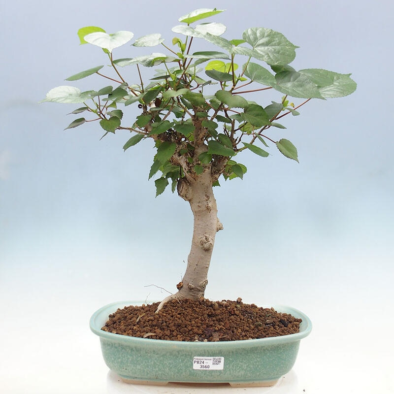 Szoba bonsai - Hibiscus tiliaceus - Sea Hibiscus + könyv SUISEKI Free