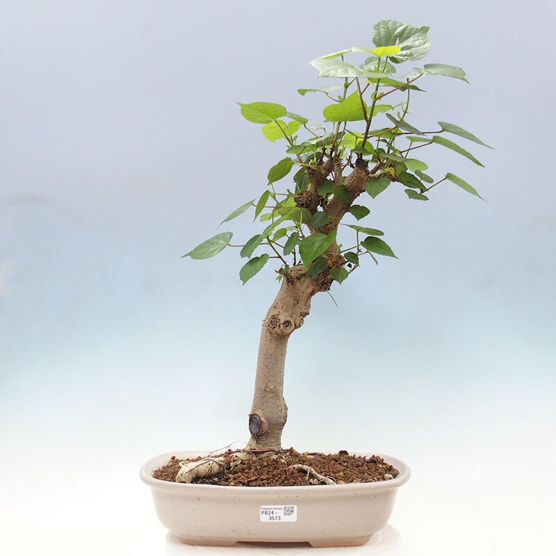 Szoba bonsai - Hibiscus tiliaceus - Sea Hibiscus + könyv SUISEKI Free