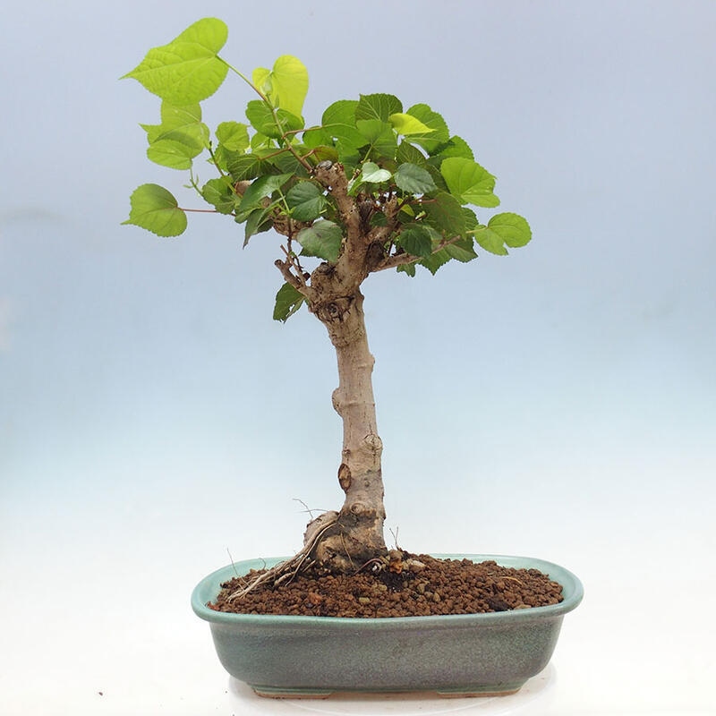 Szoba bonsai - Hibiscus tiliaceus - Sea Hibiscus + könyv SUISEKI Free