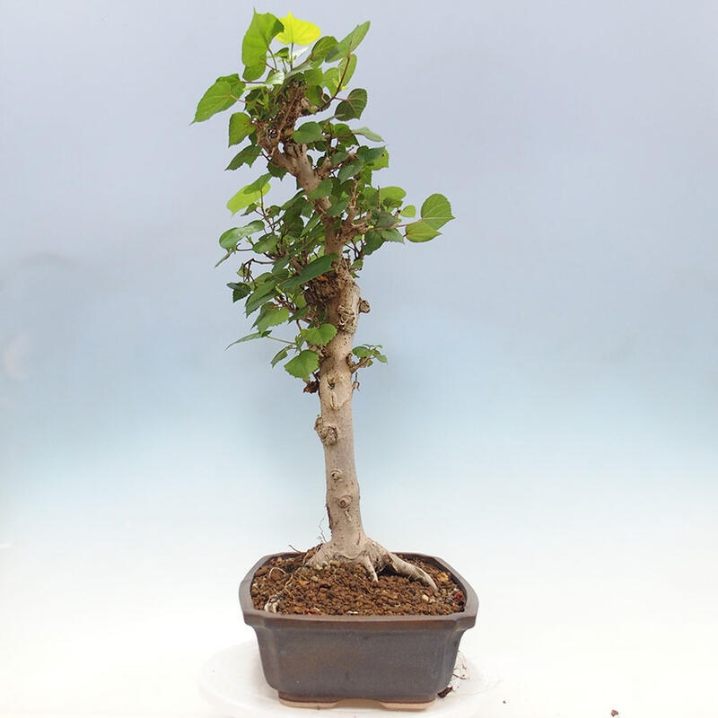 Szoba bonsai - Hibiscus tiliaceus - Sea Hibiscus + könyv SUISEKI Free