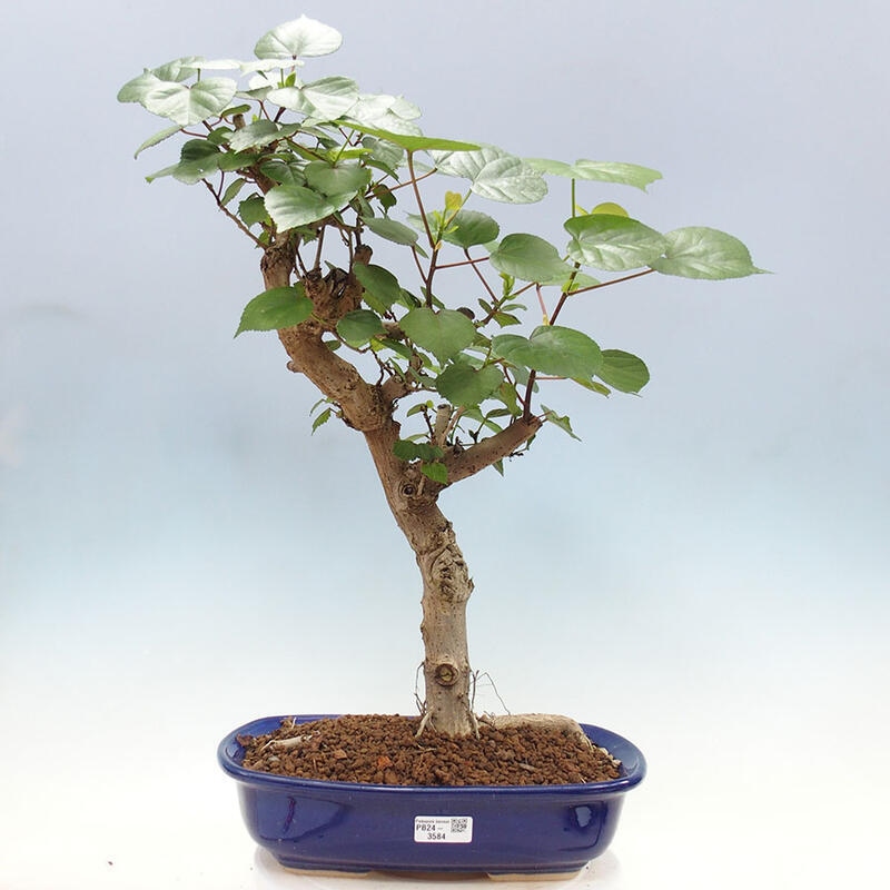 Szoba bonsai - Hibiscus tiliaceus - Sea Hibiscus + könyv SUISEKI Free