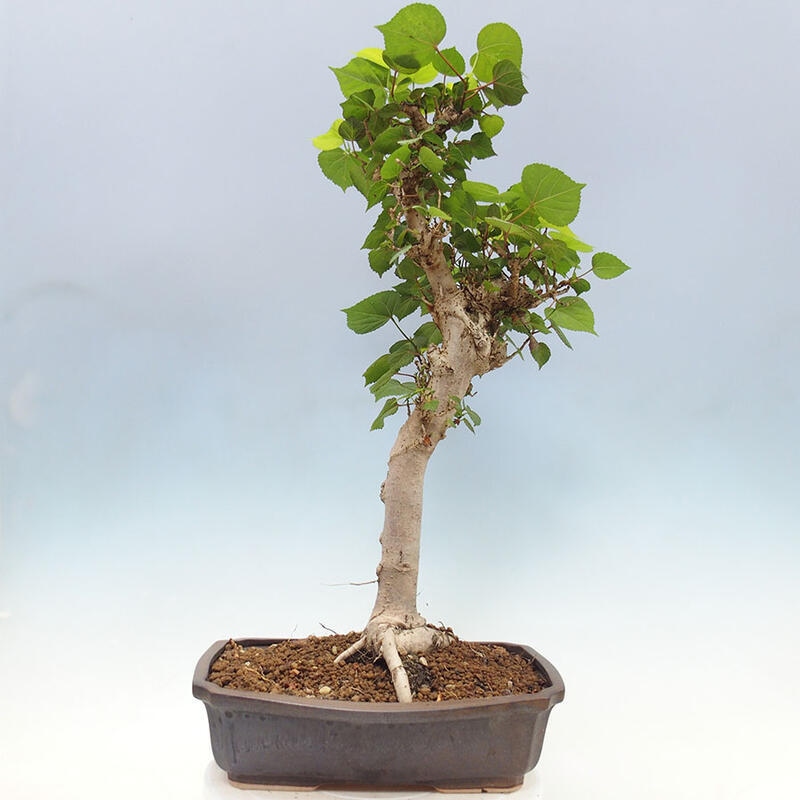 Szoba bonsai - Hibiscus tiliaceus - Sea Hibiscus + könyv SUISEKI Free