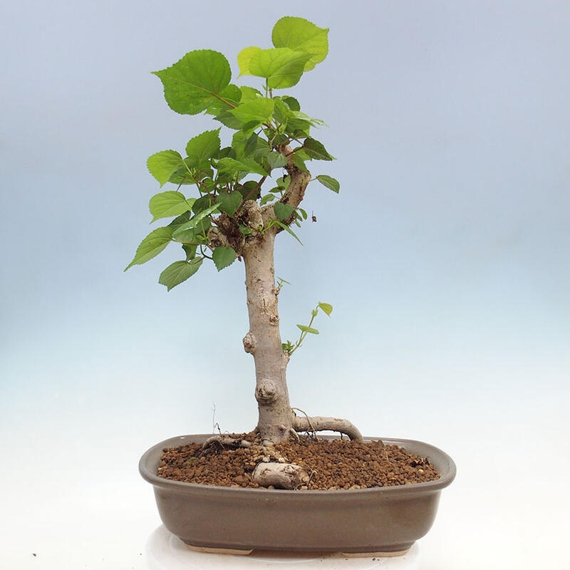 Szoba bonsai - Hibiscus tiliaceus - Sea Hibiscus + könyv SUISEKI Free