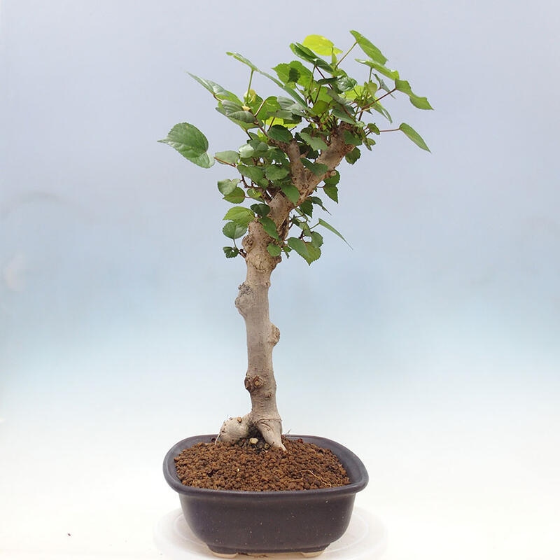Szoba bonsai - Hibiscus tiliaceus - Sea Hibiscus + könyv SUISEKI Free