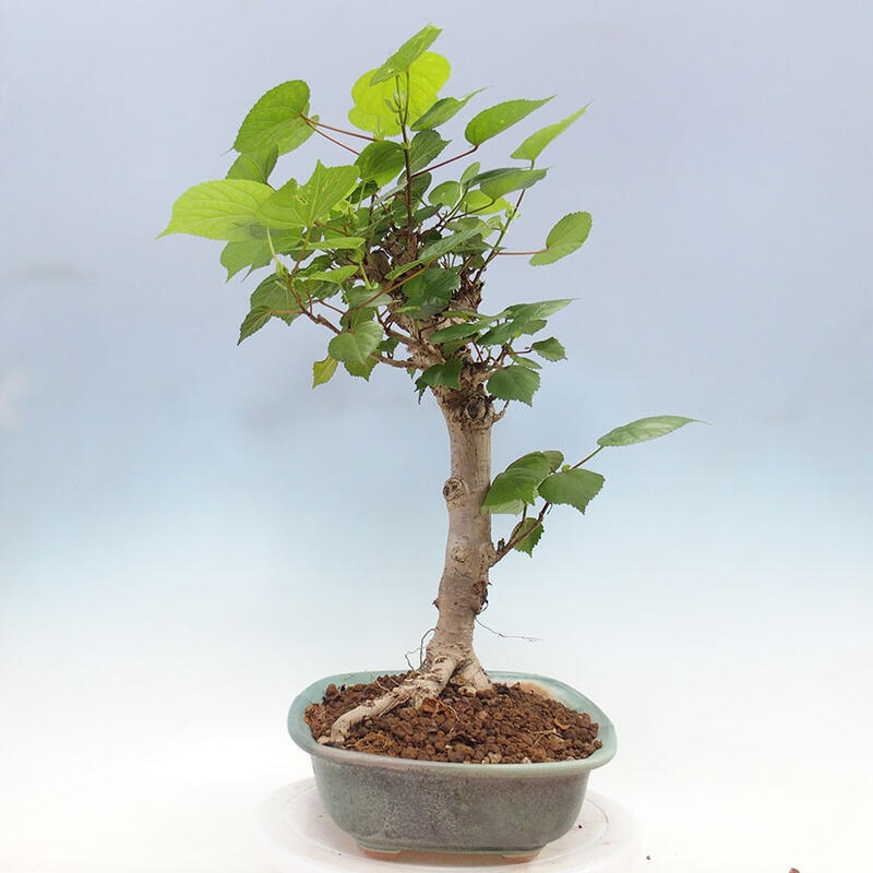 Szoba bonsai - Hibiscus tiliaceus - Sea Hibiscus + könyv SUISEKI Free