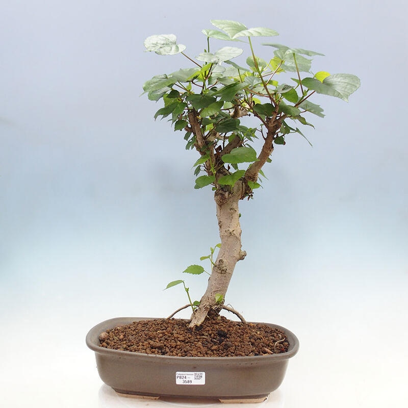 Szoba bonsai - Hibiscus tiliaceus - Sea Hibiscus + könyv SUISEKI Free