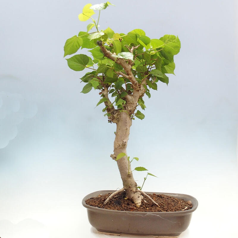 Szoba bonsai - Hibiscus tiliaceus - Sea Hibiscus + könyv SUISEKI Free