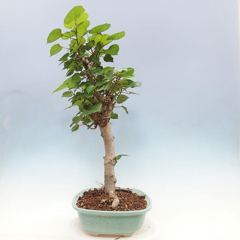 Szoba bonsai - Hibiscus tiliaceus - Sea Hibiscus + könyv SUISEKI Free