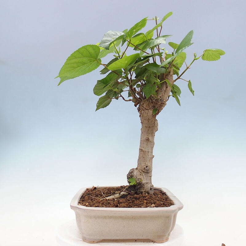 Szoba bonsai - Hibiscus tiliaceus - Sea Hibiscus + könyv SUISEKI Free