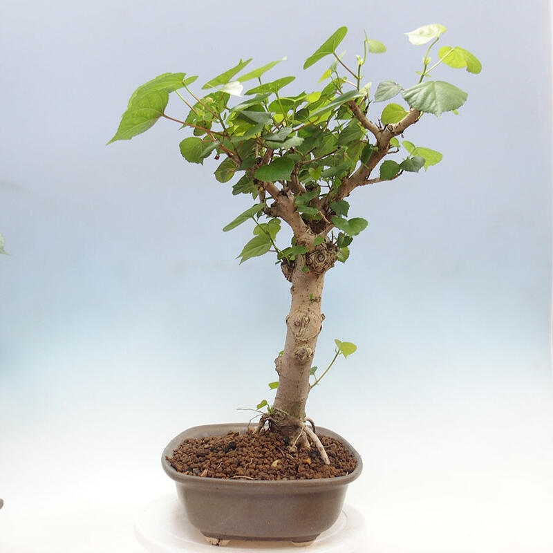 Szoba bonsai - Hibiscus tiliaceus - Sea Hibiscus + könyv SUISEKI Free